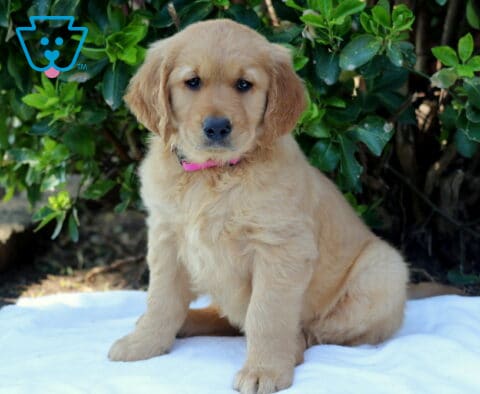 Golden Retriever puppy sitting on a white blanket with a fluffy golden coat and pink collar, looking sweetly at the camera in a leafy outdoor setting