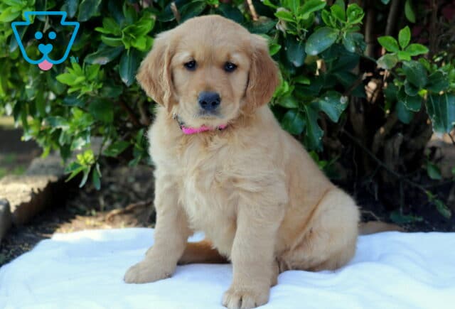 Golden Retriever puppy sitting on a white blanket with a fluffy golden coat and pink collar, looking sweetly at the camera in a leafy outdoor setting image