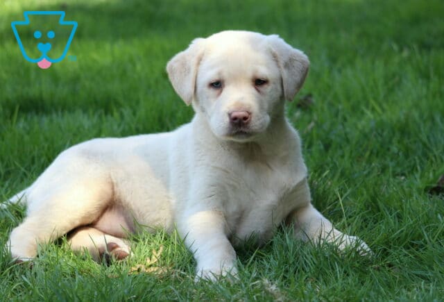 Yellow Labrador Retriever puppy lying on green grass with a soft short coat and light eyes, photographed outdoors in natural sunlight image