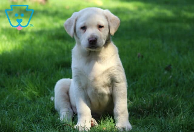 Yellow Labrador Retriever puppy sitting on green grass with a soft short coat and light eyes, photographed outdoors in natural sunlight image