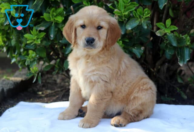 Fluffy Golden Retriever puppy sitting upright on a white blanket outdoors, soft golden coat and calm eyes, posed in front of lush green shrubs image