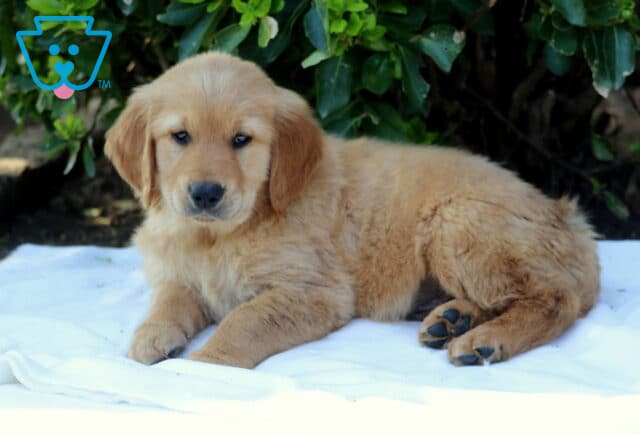 Adorable Golden Retriever puppy lying on a soft white blanket outdoors, fluffy golden fur and gentle expression, relaxing near green bushes image