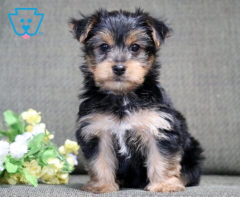 Hudson Yorkie