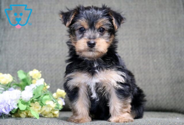 Hudson Yorkie image