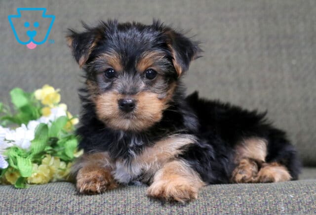 Hudson Yorkie2 image