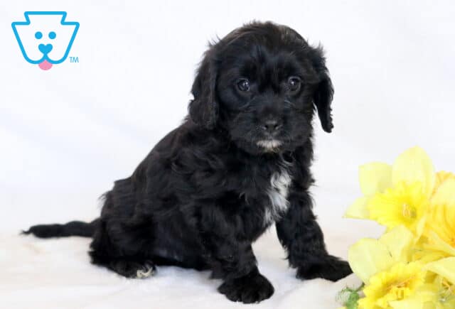 Hunter Cavapoo image