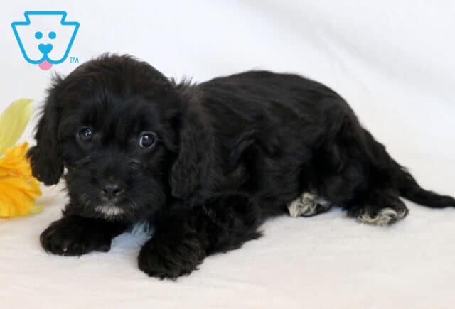 Hunter Cavapoo2 image