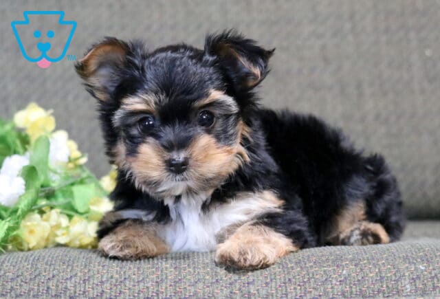 Hunter Yorkie2 image