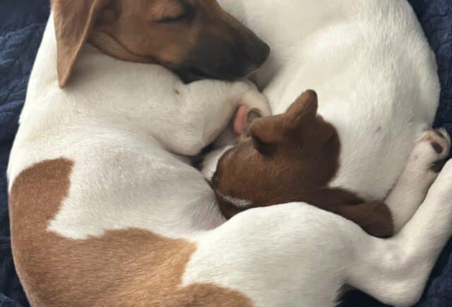 They come better in pairs!