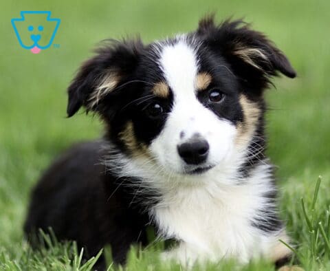 Close-up of a black tri Mini Australian Shepherd puppy lying in green grass, with a white facial blaze, tan eyebrows, and soft fluffy coat, looking sweetly toward the camera.