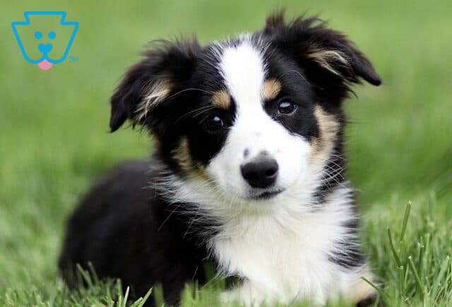 Close-up of a black tri Mini Australian Shepherd puppy lying in green grass, with a white facial blaze, tan eyebrows, and soft fluffy coat, looking sweetly toward the camera. image