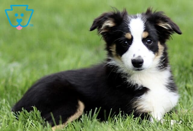 Black tri Mini Australian Shepherd puppy resting in lush green grass, with a white blaze on its face and tan markings, gazing attentively at the camera. image