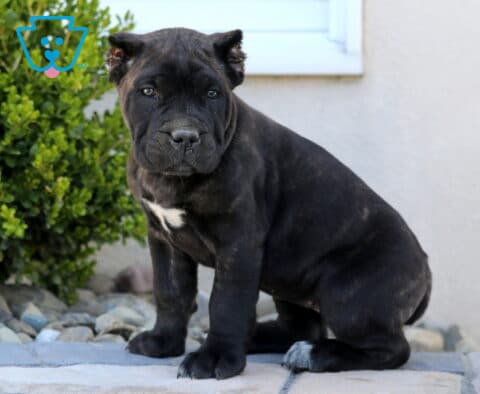 Jasper Cane Corso