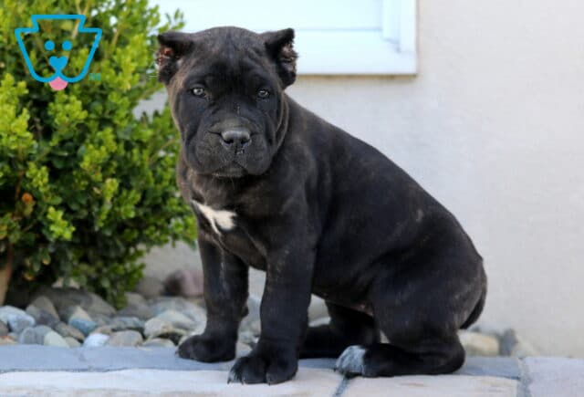 Jasper Cane Corso image