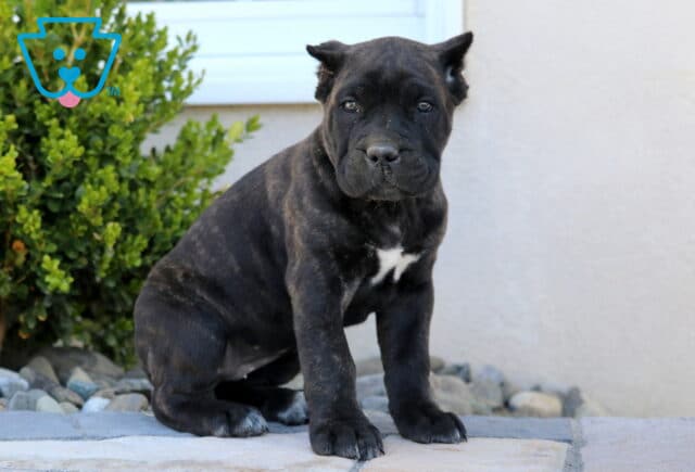 Jasper Cane Corso2 image