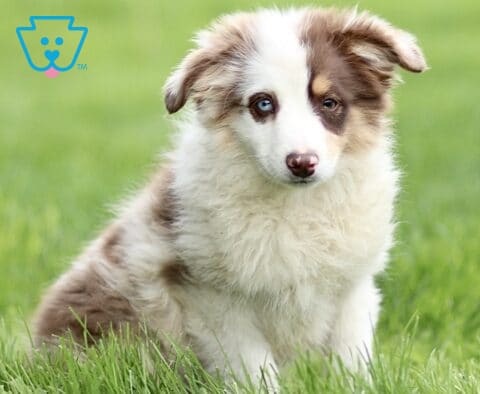 Red merle Mini Australian Shepherd puppy sitting in green grass, featuring a fluffy coat, white chest, and striking blue eyes, looking gently toward the camera.