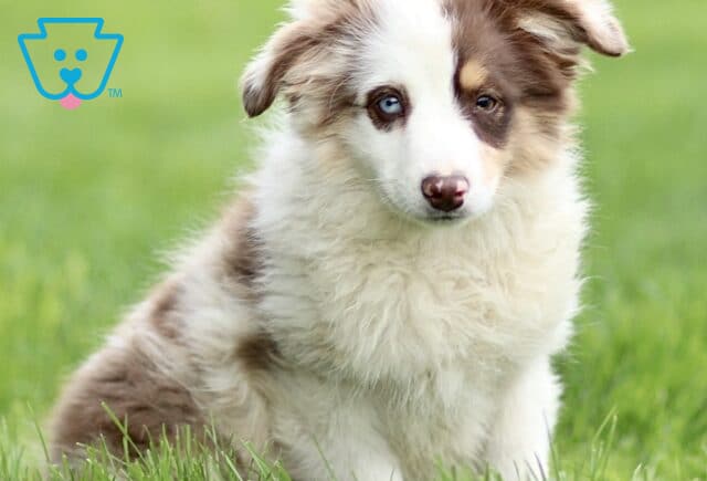 Red merle Mini Australian Shepherd puppy sitting in green grass, featuring a fluffy coat, white chest, and striking blue eyes, looking gently toward the camera. image