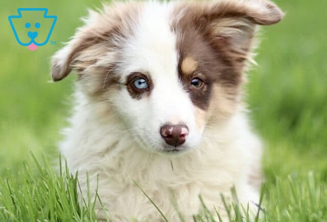 Close-up of a red merle Mini Australian Shepherd puppy in soft green grass, showing a fluffy coat, white blaze, and bright blue eye, with a gentle, curious expression. image