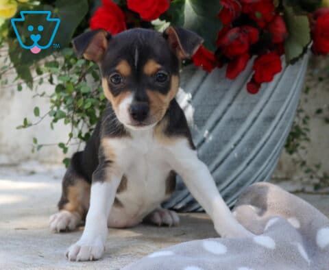 Tri-color fox terrier mix puppy with black, tan, and white markings sitting on a patio beside a flower planter with red blooms, looking alert and curious