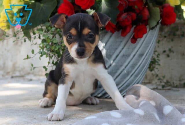 Tri-color fox terrier mix puppy with black, tan, and white markings sitting on a patio beside a flower planter with red blooms, looking alert and curious image