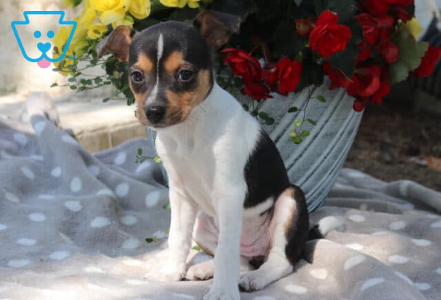 Small fox terrier mix puppy with smooth black, white, and tan coat sitting on a soft gray polka dot blanket beside a flower pot with red and yellow blooms, looking calm and gentle image