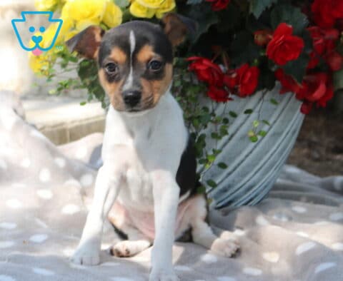 Adorable fox terrier mix puppy with tri-color markings sitting upright on a gray polka dot blanket in front of a decorative flower pot with vibrant red and yellow flowers, gazing curiously at the camera