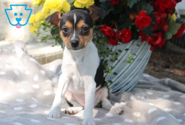 Adorable fox terrier mix puppy with tri-color markings sitting upright on a gray polka dot blanket in front of a decorative flower pot with vibrant red and yellow flowers, gazing curiously at the camera image