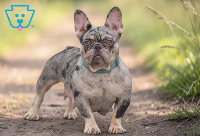 Kendra French Bulldog Abner Fisher image