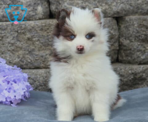 Fluffy Pomsky puppy with bright blue eyes and white coat accented by soft brown patches, sitting upright on a gray blanket beside purple flowers with a stone wall backdrop