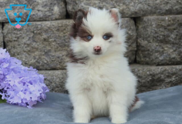 Fluffy Pomsky puppy with bright blue eyes and white coat accented by soft brown patches, sitting upright on a gray blanket beside purple flowers with a stone wall backdrop image