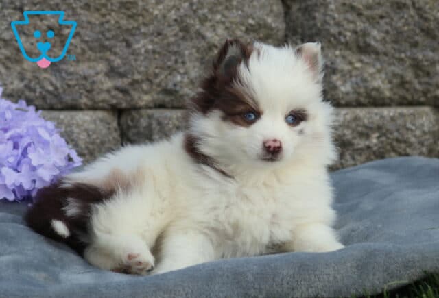 Blue-eyed Pomsky puppy with a fluffy white coat and chocolate brown patches lying on a gray blanket, gazing to the side beside soft purple flowers and a stone wall backdrop image