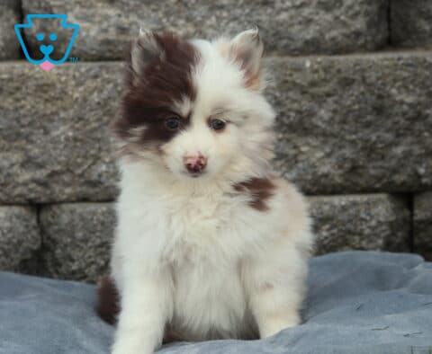 Fluffy Pomsky puppy with soft white fur and rich brown markings on one eye and ear, sitting on a gray blanket beside purple flowers with a stacked stone wall background