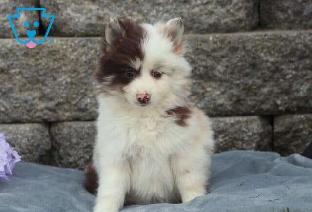 Fluffy Pomsky puppy with soft white fur and rich brown markings on one eye and ear, sitting on a gray blanket beside purple flowers with a stacked stone wall background image