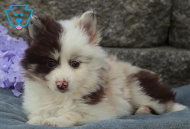 Fluffy Pomsky puppy with white fur and deep brown patches lounging on a gray blanket, looking off to the side beside soft purple flowers with a textured stone wall background image