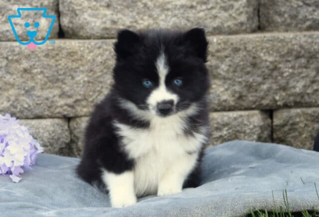 Fluffy black and white Pomsky puppy with bright blue eyes sitting on a gray blanket, facing forward beside purple flowers with a stacked stone wall background image