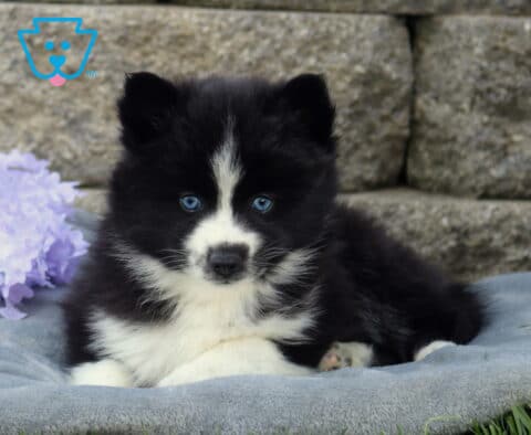 Blue-eyed Pomsky puppy with a fluffy black and white coat lying on a gray blanket, paws tucked forward beside soft purple flowers with a stone wall backdrop