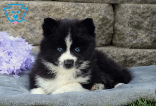 Blue-eyed Pomsky puppy with a fluffy black and white coat lying on a gray blanket, paws tucked forward beside soft purple flowers with a stone wall backdrop image