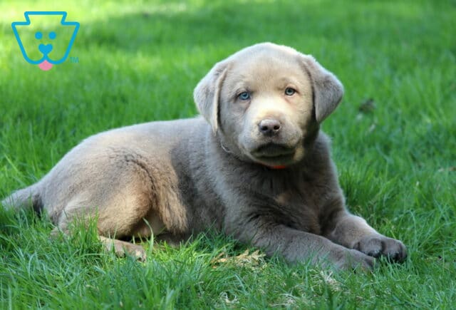 KitKat Silver Lab image