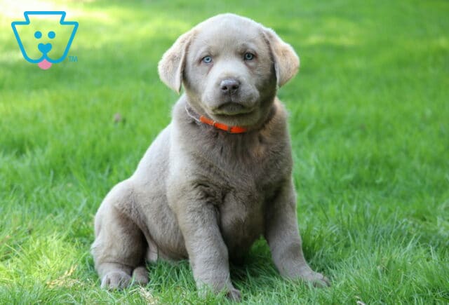 KitKat Silver Lab2 image