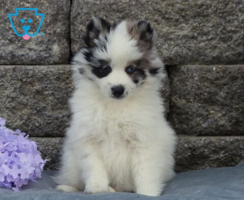 Fluffy Pomsky puppy with striking blue eyes and black-and-white merle markings sitting on a gray blanket beside purple flowers, posed in front of a stone wall backdrop