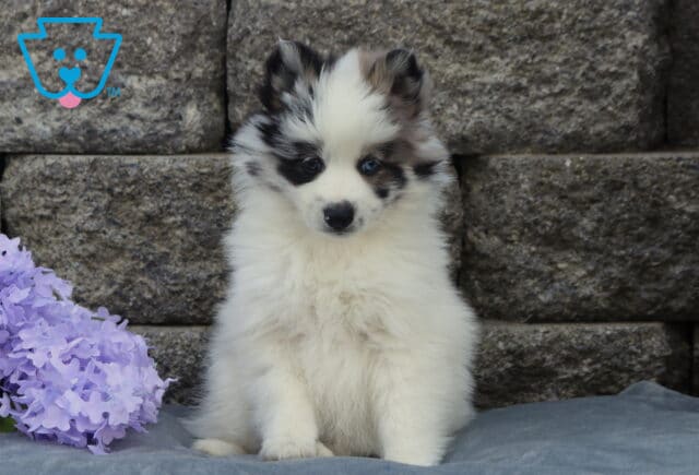 Fluffy Pomsky puppy with striking blue eyes and black-and-white merle markings sitting on a gray blanket beside purple flowers, posed in front of a stone wall backdrop image