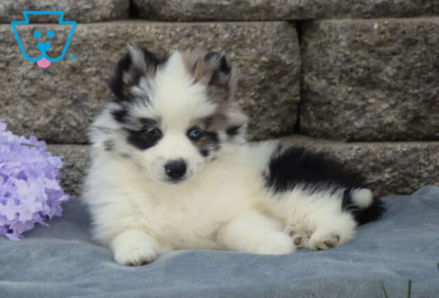 Blue-eyed Pomsky puppy with fluffy black-and-white merle coat lying on a soft gray blanket, resting calmly beside purple flowers with a stone wall background image
