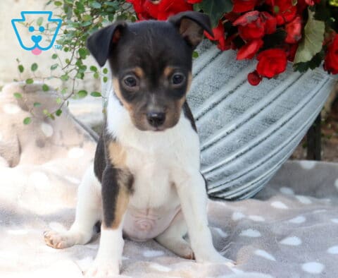 Tiny fox terrier mix puppy with black and white coat and tan accents sitting on a soft gray dotted blanket beside a decorative planter filled with bright red flowers, looking sweet and attentive