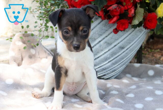 Tiny fox terrier mix puppy with black and white coat and tan accents sitting on a soft gray dotted blanket beside a decorative planter filled with bright red flowers, looking sweet and attentive image