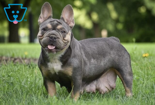 Lacey French Bulldog Abner FIsher image