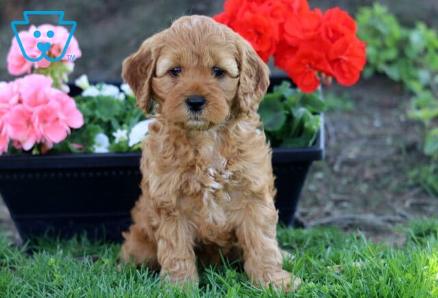 Landon Cockapoo image