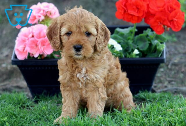 Landon Cockapoo2 image