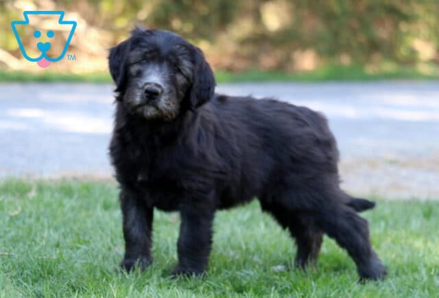 Lassie Poodle Mix image