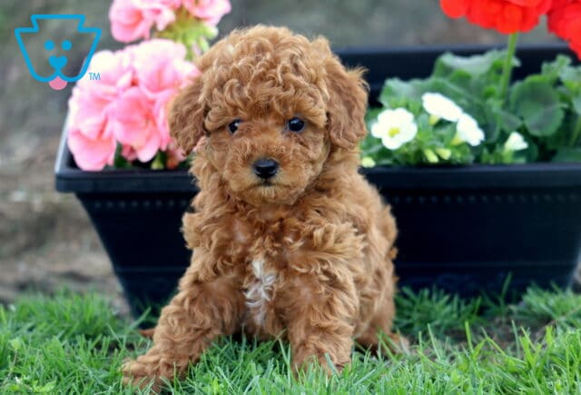 Leah Cockapoo2 image