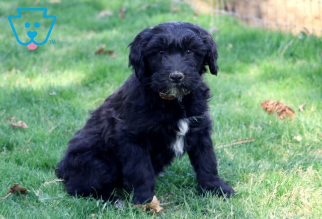 Lila Poodle MIx image